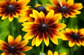 Flora Flowers Nature