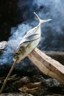 Fish Vacation Fry