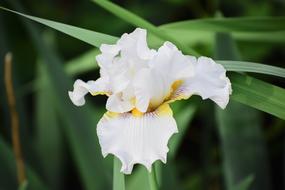 Iris Flower Floral