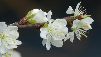 Flower Nature Cherry