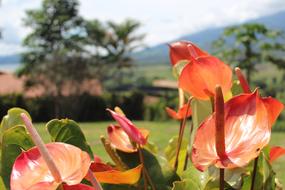 Closeup photo of orange flowers in summer