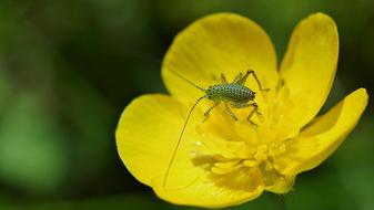 Nature Insect Outdoor