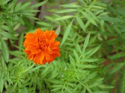 Flower Marigold