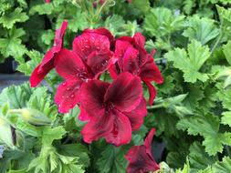 Flower Spring Nature