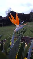 Exotic Flower Bird Of Paradise