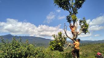 School Kids Mountain trees