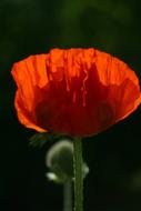 Poppy Bud Nature