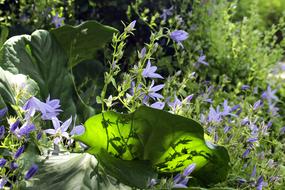 Bellflower Flower Garden Bell