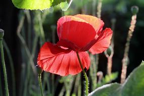 Poppy Klatschmohn Flower