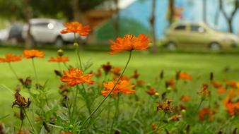 Daisy Flower Việt Nam