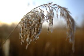 Winter Frost Landscape Hoar