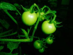 tomatoes on a black background