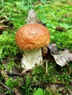 Mushrooms Boletus Forest