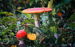 Mushrooms Amanita Fly Agaric Red