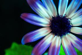 Flower Blossom Bloom