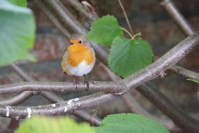 Robin Birds Nature