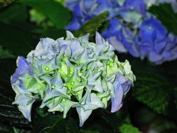 Hydrangea Garden Blossom