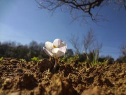 Crocus Flower Garden