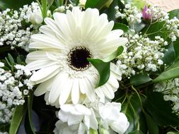 White Gerbera Blossom