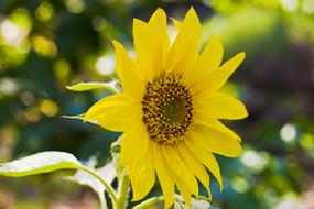 Sunflower Plant Flora