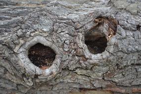 Bark Wood Nodes Tree