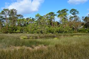 Florida Marshland Wetland Swamp