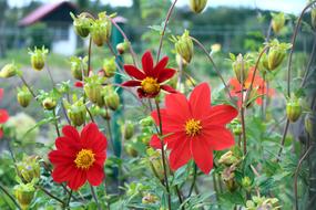 Dahlia Mignon Pinnata Red