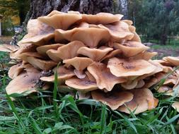 Mushrooms Nature Grass