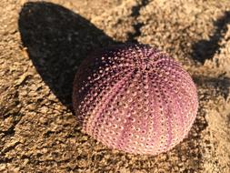 Sea Urchin Ocean