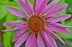 Flower Floral Nature