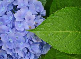 Flower Floral Nature