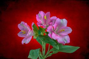 Alstroemeria Peruvian Lily Flower