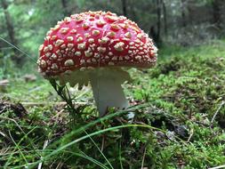 Fungus Toadstool Nature