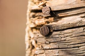 rusty nails in a wooden wall