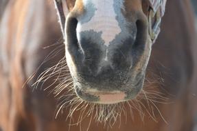 Horse Nose macro blur