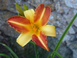 Lily Summer Flower