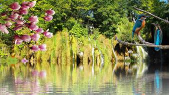 Waterfall Water Landscape