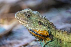 Nature Lizard Wildlife