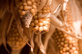 dry corn in the field