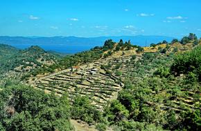 Terrace Cultivation Greece