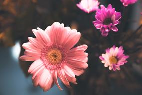 Flowers Petals Nature