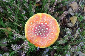 Amanita Forest Mushroom Fly Agaric