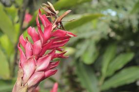 Flower Vegetation Nature