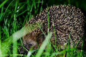 Hedgehog Garden Nature