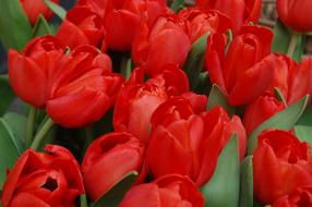 Tulip Flower Nature Bouquet Of