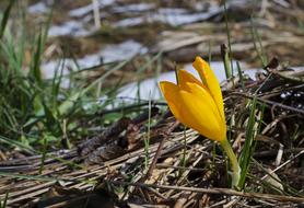 Flower Snow Orange Dead grass