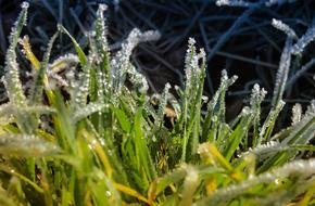 Nature Plant Grass Close