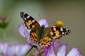 Natural Landscape Plant