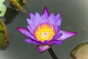 Flower Lotus