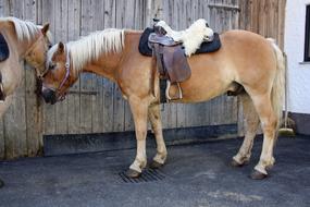 Horse Haflinger